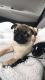 Pug Puppies for sale in Jacksonville, NC 28546, USA. price: NA