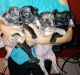 Pug Puppies for sale in El Centro, CA, USA. price: $1,200
