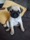 Pug Puppies for sale in Covina, CA, USA. price: NA