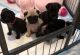 Pug Puppies for sale in Missouri City, MO, USA. price: NA