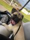 Pug Puppies for sale in Dade City, FL, USA. price: NA