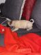 Pug Puppies for sale in Lakewood, CO, USA. price: NA