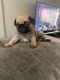Pug Puppies for sale in Westbury, NY, USA. price: NA