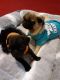 Pug Puppies for sale in Valencia, Santa Clarita, CA, USA. price: NA