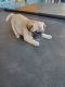 Pug Puppies for sale in Bellefonte, PA 16823, USA. price: $1,500