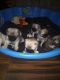Pug Puppies for sale in 1737 W Jefferson Pike, Murfreesboro, TN 37129, USA. price: NA