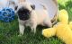 Pug Puppies for sale in Anchorage, AK, USA. price: $500