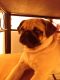 Pug Puppies for sale in Cuyahoga Falls, OH, USA. price: $1,500