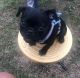 Pug Puppies for sale in Windsor Mill, Milford Mill, MD 21244, USA. price: $800