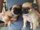 Pug Puppies for sale in Spokane Valley, WA, USA. price: $400