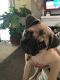 Pug Puppies for sale in Brentwood, CA 94513, USA. price: $975