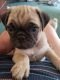 Pug Puppies for sale in Eddy County, NM, USA. price: $500