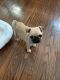 Pug Puppies for sale in Colorado Springs, CO, USA. price: $550