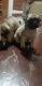 Pug Puppies for sale in Temecula, CA 92592, USA. price: NA