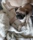Pug Puppies for sale in Spokane Valley, WA, USA. price: $800