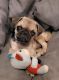 Pug Puppies for sale in El Paso, TX 79938, USA. price: NA