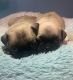 Pug Puppies for sale in 15740 Old Houston Rd, Conroe, TX 77302, USA. price: NA