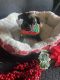 Pug Puppies for sale in West Covina, CA, USA. price: $900
