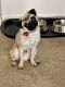 Pug Puppies for sale in Middletown, OH, USA. price: NA