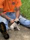 Pug Puppies for sale in Center Hill, FL 33514, USA. price: $800