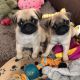 Pug Puppies for sale in Los Gatos, CA, USA. price: $800