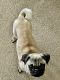 Pug Puppies for sale in Middletown, OH, USA. price: $1,200