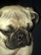 Pug Puppies for sale in South Gate, CA, USA. price: NA