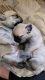 Pug Puppies for sale in Garden Grove, CA 92840, USA. price: $500