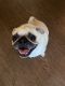 Pug Puppies for sale in Ladson, SC, USA. price: $2,000
