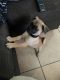 Pug Puppies for sale in Colorado Springs, CO, USA. price: $600