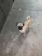 Pug Puppies for sale in Long Beach, CA 90806, USA. price: $350