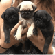 Pug Puppies for sale in 157 Dolson Ave, Middletown, NY 10940, USA. price: NA