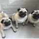 Pug Puppies for sale in 157 Dolson Ave, Middletown, NY 10940, USA. price: NA