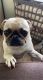 Pug Puppies for sale in Ladson, SC, USA. price: NA