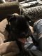 Pug Puppies for sale in Rogers, AR, USA. price: NA