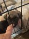 Pug Puppies for sale in Hemet, CA, USA. price: NA