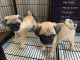 Pug Puppies for sale in La Puente, CA, USA. price: NA