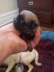 Pug Puppies for sale in Pueblo, CO, USA. price: NA