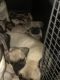 Pug Puppies for sale in Colton, CA 92324, USA. price: $500