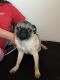 Pug Puppies for sale in Lynn Haven, FL, USA. price: NA