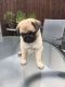 Pug Puppies for sale in United Kingdom Dr, Austin, TX 78748, USA. price: $700