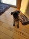 Pug Puppies for sale in Hudson, WI 54016, USA. price: $3,000