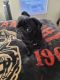 Pug Puppies for sale in New Hudson, Lyon Charter Twp, MI 48165, USA. price: $700