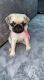 Pug Puppies for sale in 440 W 114th St, New York, NY 10025, USA. price: NA