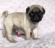Pug Puppies for sale in Carol City, FL 33056, USA. price: NA
