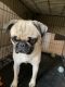 Pug Puppies for sale in Pensacola, FL, USA. price: NA