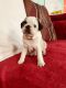 Pug Puppies for sale in Egg Harbor City, NJ 08215, USA. price: NA