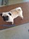 Pug Puppies for sale in Pewamo, MI 48873, USA. price: NA