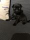 Pug Puppies for sale in East Ellijay, GA, USA. price: NA