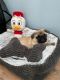 Pug Puppies for sale in St. Petersburg, FL, USA. price: $900